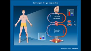 Mise en évidence des échanges gazeux respiratoires  1AC  الكشف عن التبادلات الغازية التنفسية [upl. by Grosmark]