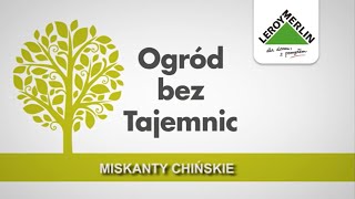 Jak dbać o trawy ozdobne i jak wyglądają miskanty chińskie Leroy Merlin  Ogród bez Tajemnic [upl. by Adhern]