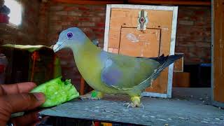 YELLOW FOOTED PIGEON  HERYIAL [upl. by Abernathy]