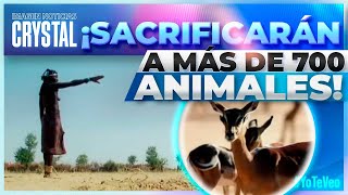 En Namibia sacrificarán a más de 700 animales salvajes  Noticias con Crystal Mendivil [upl. by Eanram9]