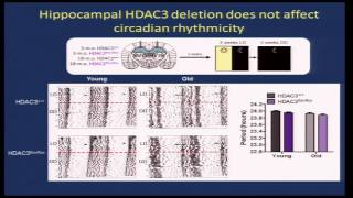 Cognitive Aging Summit III  Dr Marcelo Wood  Circadian Gene Regulation by Histone Deacetylation [upl. by Ozan]