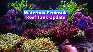 Waterbox Peninsula Reef Tank Update [upl. by Arakihc245]