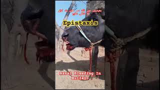 Nasal Bleeding in Buffalo Cow And Horses  Best Treatment For Nose Bleeding [upl. by Rabjohn742]