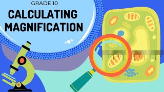Magnification  How to calculate magnification and actual size [upl. by Elades]