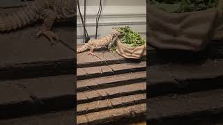 biting blue ornate uromastyx dinner time lizard reptile [upl. by Fechter]