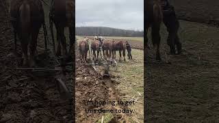 Amish Man Plowing [upl. by Ddot]