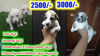 top quality JonangiPomeranian labshihtzuPuppies for sale in telugu70325 83427 aj pets [upl. by Radnaxela]