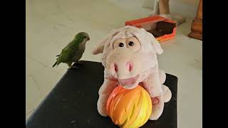 Quaker Parrot Sunny amp His Porcine Pal My Girl [upl. by Piers]