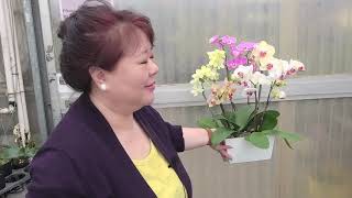 Norman Fang Live Episode 49 Phalaenopsis sanderiana new color forms and ornamental leaves [upl. by Adelbert]