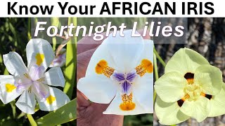 Know Your African Iris Varieties Dietes grandiflora D iridioides D bicolor Fortnight Lilies [upl. by Strickland]