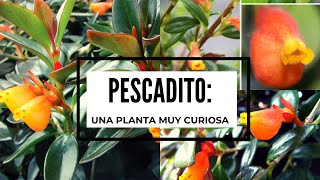 Pescadito planta cuidados básicos Nematanthus gregarius cuidados en casa [upl. by Zweig]