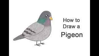 How to Draw a Pigeon Cartoon [upl. by Windham]