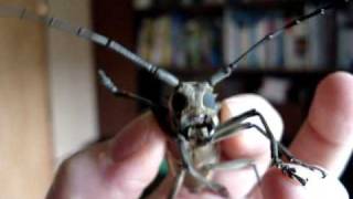 Chirping Longhorn Beetle [upl. by Bronwyn]