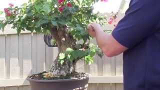 How to Bonsai  Bougainvillea Restyling the Tree [upl. by Yhtommit433]