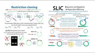 SLIC cloning Sequence and Ligation Independent Cloning theory amp workflow [upl. by Anitreb]