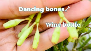 How to Propagate Rhipsalis Dancing bones [upl. by Dduj961]