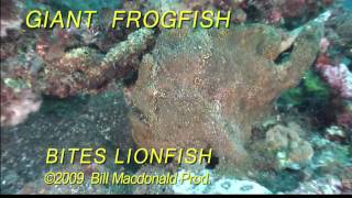 Diving Giant frogfish bites lionfish Ouch [upl. by Atiluap80]