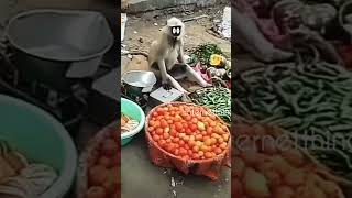 Aaj kam aaenge to cal baithkar khaega monkey 🐒 [upl. by Crockett128]