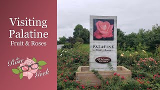 🌹 Palatine Fruit and Roses Visit  Ontario Canada  Grafting Class  Tour of Rose Fields [upl. by Brena]