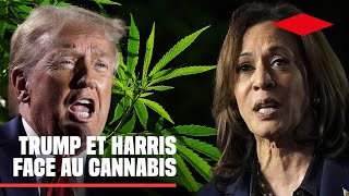 Elections américaines 2024  Trump et Harris face au cnnbis [upl. by Willamina]