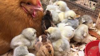 Mama Hen with SO MANY Baby Chicks Happy Mothers Day at BucABuc Farm [upl. by Yelrah]