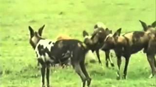 Hyena vs African Wild Dogs [upl. by Eiggem]