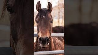 Horsehair worm  Parasitic worm often found in your pet dish [upl. by Arze]