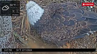 📢Congratulations Second Egg of the Season  Port Tobacco Nest Chandler amp Hope 211 [upl. by Anom]