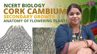 Cork cambium  Class 11 Biology  Anatomy of flowering Plants  NCERT [upl. by Aikcir]