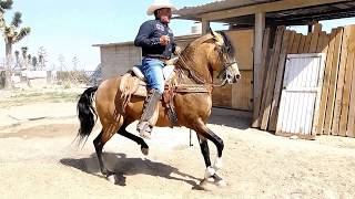 Caballo Bailador El Deseado Zacatecas [upl. by Olympie]