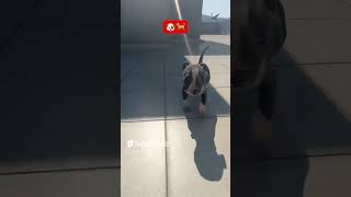 pitbull cachorro puppy nupec canina dog [upl. by Nioe244]