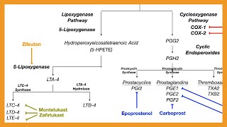 Arachidonic Acid Pathway Prostaglandins Prostacyclins Thromboxanes amp Leukotrienes [upl. by Dearden139]