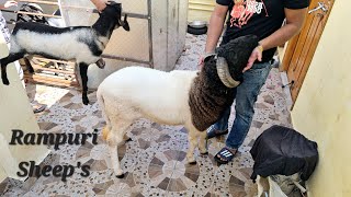 Aggressive sheeps Rampuri mende available in Hyderabad Banjara hills  Rampuri Sheeps [upl. by Mirilla396]