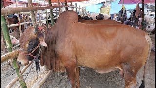 big cow market  qurbani cow price in bangladesh  eid ul adha cow qurbani [upl. by Sheets]