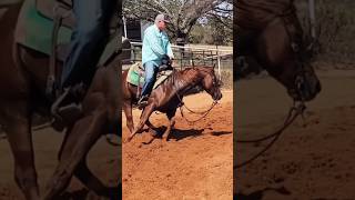 It was Mechanical Cow day for the Cutting Horses 💥 cwelitecowhorses horse whipmyhair training [upl. by Hsihsa283]