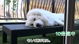 寝ている子犬を見守るだけセレネちゃん日記グレートピレニーズ greatpyrenees 犬のいる暮らし [upl. by Nyrual]