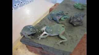 Ten tree frogs eating in Melbourne Victoria [upl. by Belda]