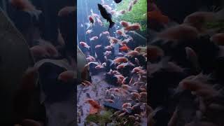 All these corydoras from 2 Adult breeding pair wow [upl. by Dyl]