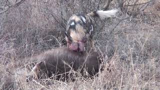 Wild dogs killing a waterbuck  Madikwe South Africa [upl. by Schiro]