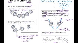 bisulfite sequencing and chromatin immunoprecipitation techniques [upl. by Rocky]