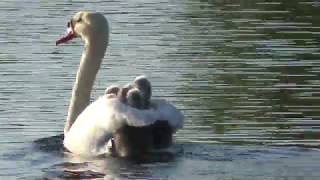 Mute Swan Cygnets riding on parent’s back [upl. by Euqimod]