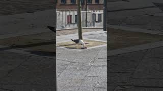 seagull eating a pigeon [upl. by Arbma]