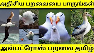 அல்பட்ரோஸ் பறவை தமிழ் Tamil Albatross Bird Animalslovertamil [upl. by Ntsuj]