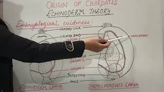 Origin of Chordates Part1 Echinoderm theory  Zoology BScMSc [upl. by Eldnek271]