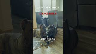 Are Cane Corsos Dangerous The Truth You Need to Know canecorso dogtraining shorts [upl. by Greyson]