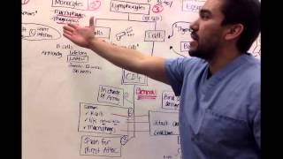 Immunology for nursing students Part 2 [upl. by Trebliw800]