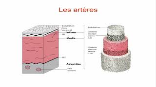 6  Circulation Différenciation Fonctionnelle des vaisseaux [upl. by Kellby246]