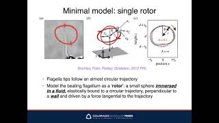 Brandeis Math Bio Seminar  Karin Leiderman Colorado School of Mines [upl. by Assilac800]