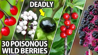 Learn to Identify these 30 Poisonous Wild Berries [upl. by Ffej]