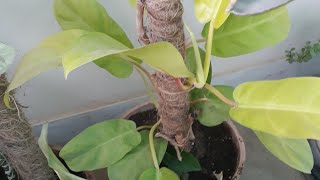 How to Propagate lemon limeneon philodendron plant from cutting [upl. by Ettereve]